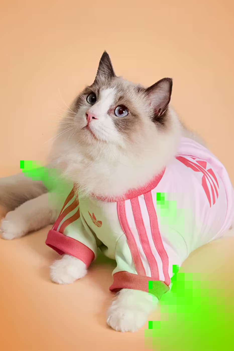 adidas Pet Collection