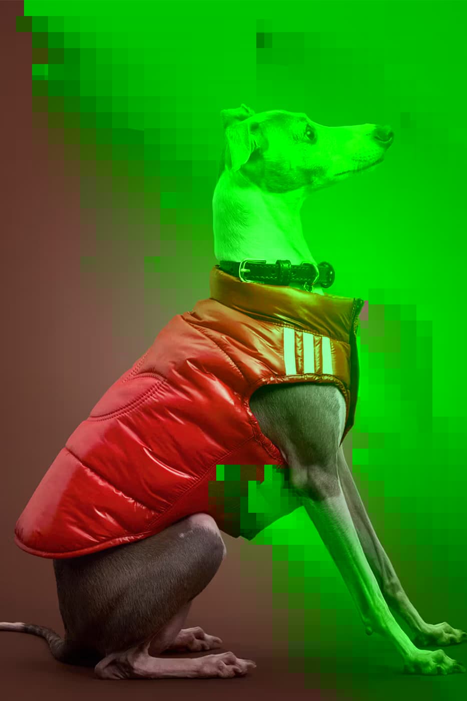 adidas Pet Collection