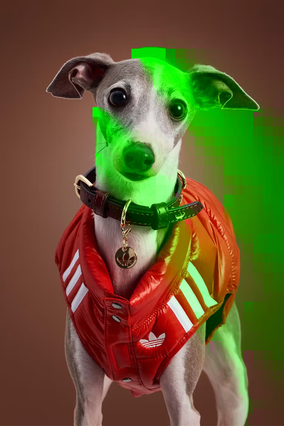 adidas Pet Collection