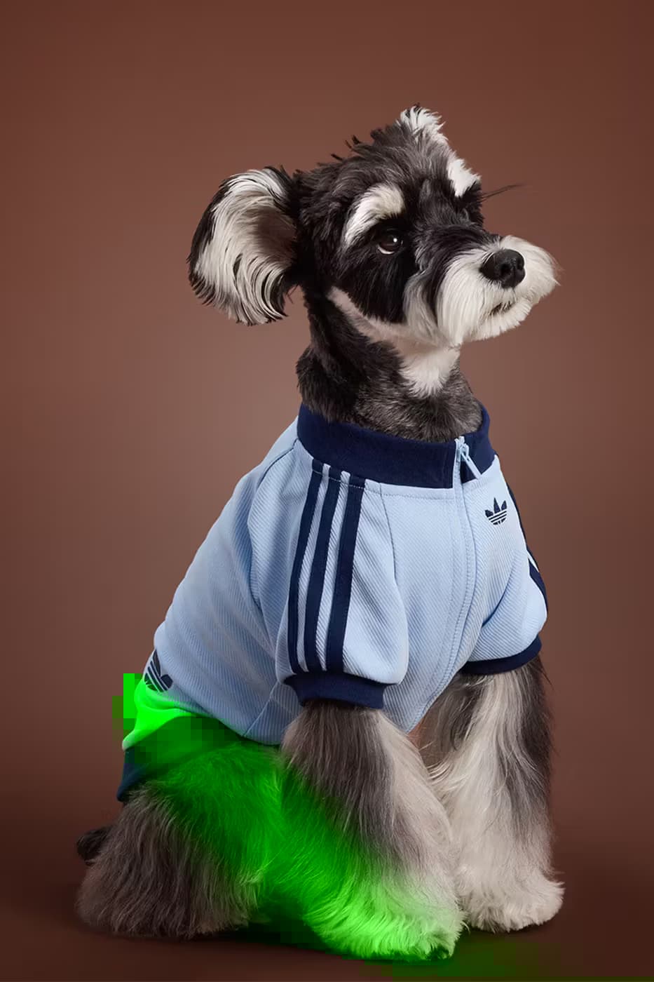 adidas Pet Collection